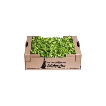Fresh Vegetables